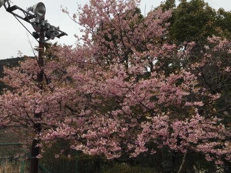 桜 桜の写真