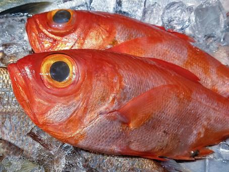 キンメダイ 魚,金目鯛,魚屋の写真素材
