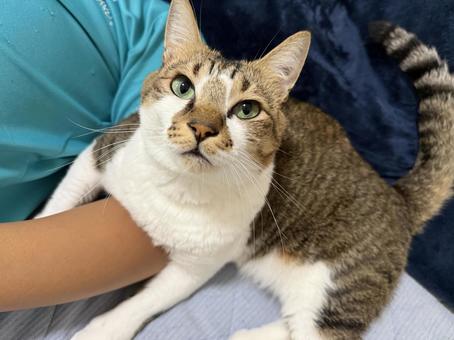腕にからみつく猫01 腕にからみつく猫01 猫,癒し,ペットの写真素材