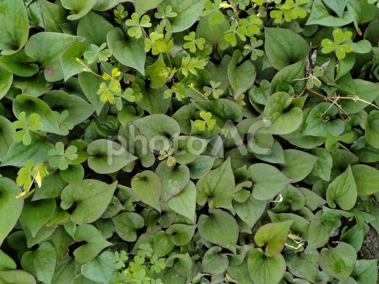 草いきれが匂い立つ 春,緑,葉の写真素材