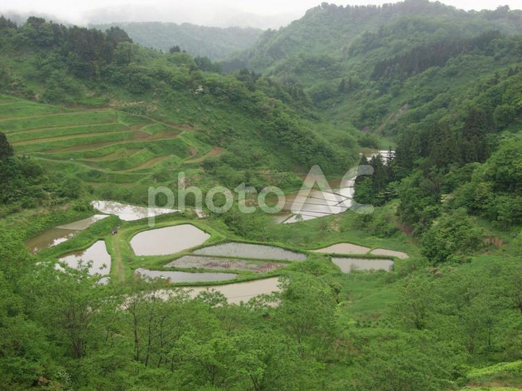 松代の棚田 棚田,田んぼ,農業の写真素材