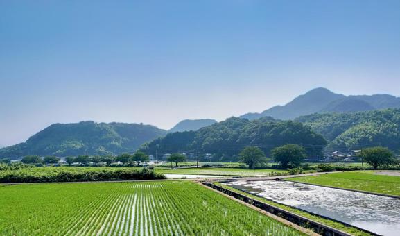 伊豆中央道から見る伊豆の国市南江間の水田 伊豆中央道から見る伊豆の国市南江間の水田 水田,田圃,田園風景の写真素材