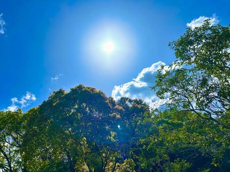自然の風景、緑、太陽 自然の風景、緑、太陽の写真
