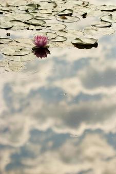 睡蓮と水に映る空 睡蓮と水に映る空の写真