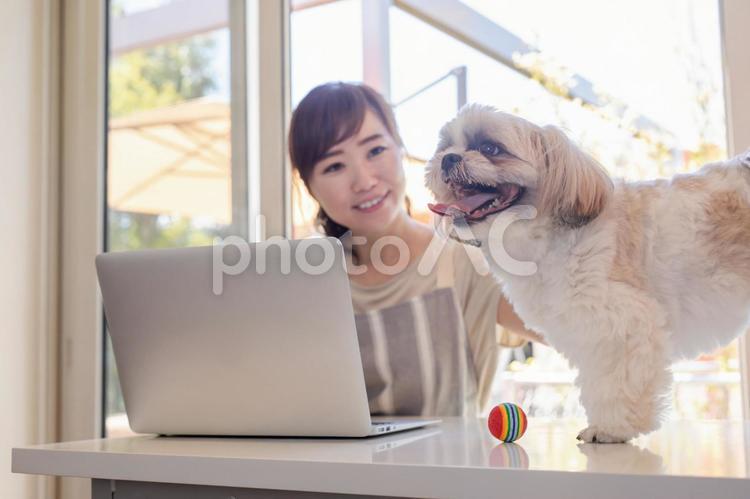 犬と一緒にノートパソコンを使う女性 ペットシッター,ドッグカフェ,ペットサロンの写真素材