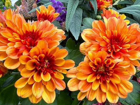 オレンジのダリア ダリア,マム,花の写真素材