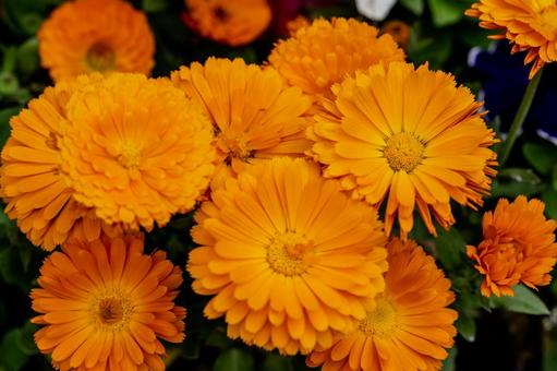 牛島のフジ2025年 牛島のフジ2025年の写真