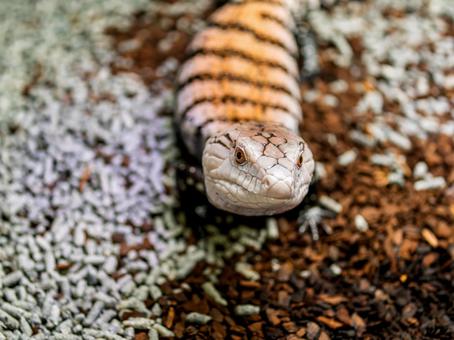 アオジタトカゲのアップの写真