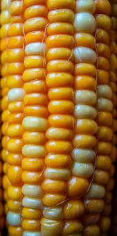 とうもろこし とうもろこしの写真