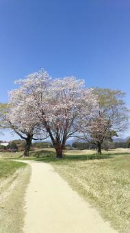 桜2 桜2の写真