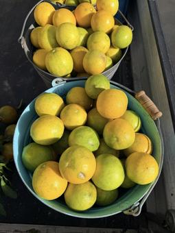 軽トラに収穫したレモンライム レモン,ライム,混合の写真素材