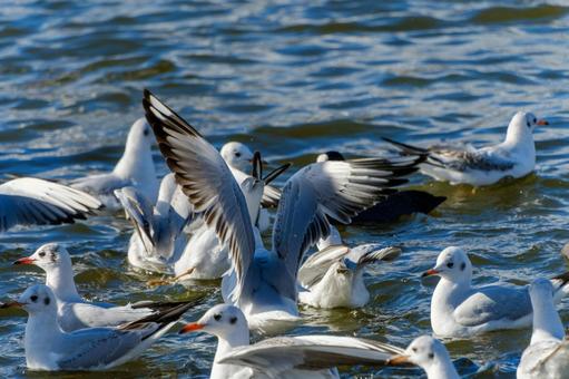 羽ばたくユリカモメの群れ 羽ばたくユリカモメの群れ ユリカモメ,鳥,水鳥の写真素材