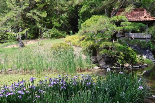6月下旬の栗林公園の花菖蒲園 6月下旬の栗林公園の花菖蒲園の写真