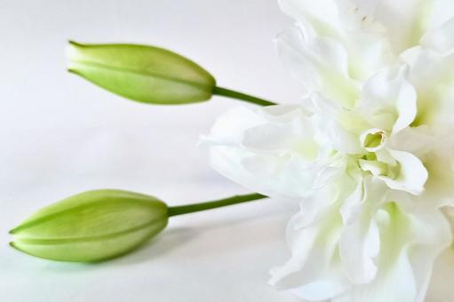 【花】フラワー・ユリ｜八重咲ユリ ユリ,つぼみ,八重咲の写真素材