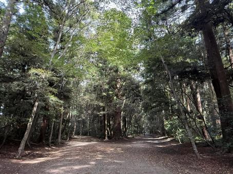 鹿島神宮　奥参道 鹿島神宮,神社,茨城県の写真素材
