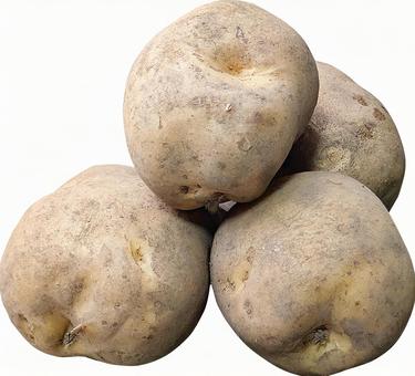じゃがいも-20 じゃがいも-20 ジャガイモ,食物,食品の写真素材