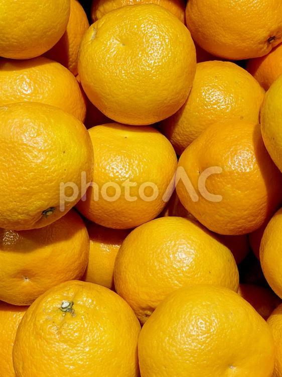 果物・伊予柑 伊予柑,イヨカン,柑橘類の写真素材