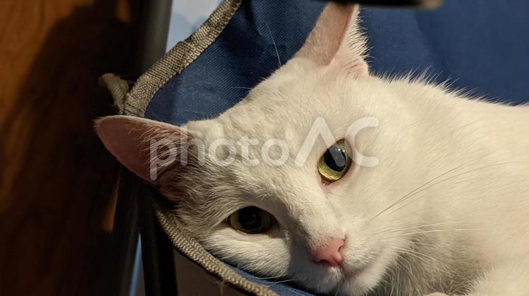 くつろぐ白猫の表情 白猫,猫,ネコの写真素材