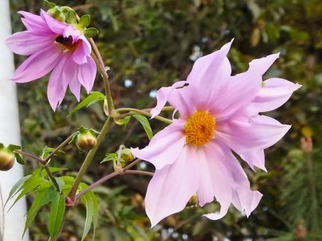 皇帝ダリア 皇帝ダリア,花,植物の写真素材