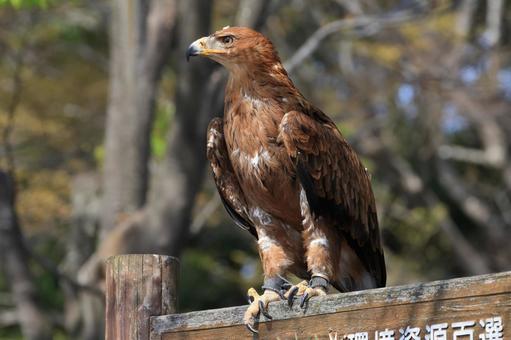 タカ タカ タカ,鳥,猛禽類の写真素材