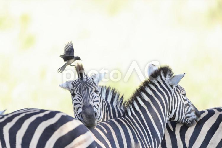 シマウマとアカハシウシツツキ シマウマ,アカハシウシツツキ,ウシツツキの写真素材