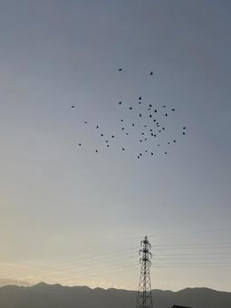 朝焼け空に飛び立つ鳥たち 朝焼け空に飛び立つ鳥たち 朝焼け,朝日,サンライズの写真素材