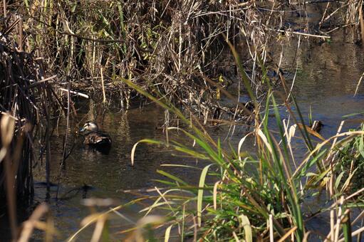 川のほとりのデイタイム 川,川面,川辺の写真素材