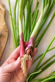 赤いネギを持つ手 赤いネギを持つ手の写真