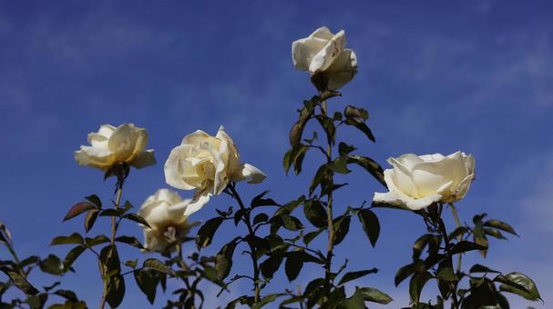 【花の写真】ばらの花 rose,植物,園芸の写真素材
