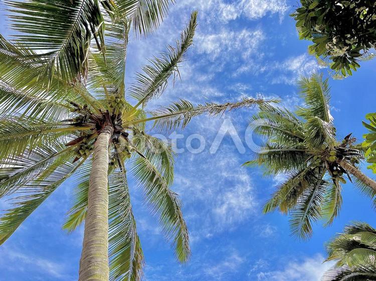 ヤシの木と青空 ヤシの木,青空,空の写真素材