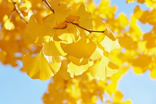 鮮やかに黄葉した銀杏の葉 銀杏,銀杏の葉,黄葉の写真素材
