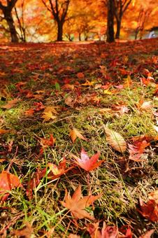 紅葉　長野県　もみじ湖 秋,モミジ,木漏れ日の写真素材