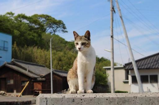 凛々しい猫 凛々しい猫の写真