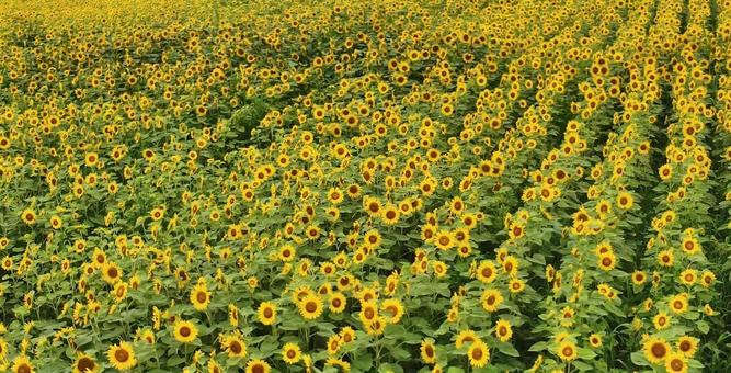 ひまわり ひまわりの写真