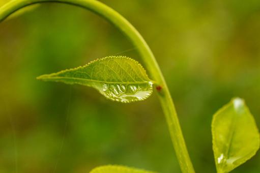 新緑の若葉 植物,葉,緑の写真素材