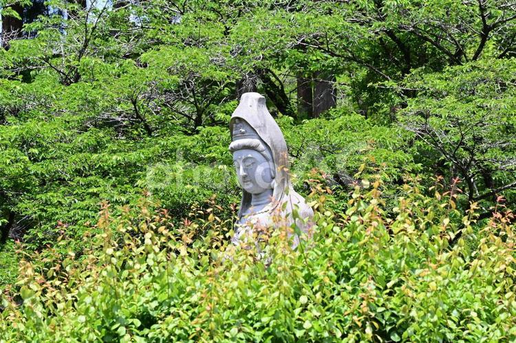 新緑の金蔵院（栃木佐野） お寺,寺院,新緑の写真素材
