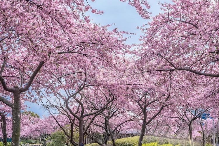 桜並木 桜並木,春,ピンクの写真素材