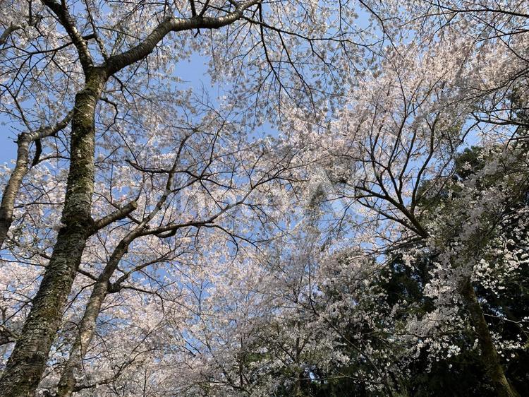 満開の桜と青空を見上げた写真 桜,満開,春の写真素材