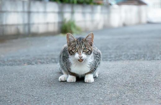 見つめてくる猫 見つめてくる猫 猫,野良猫,振り返るの写真素材