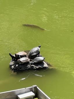 Photo, turtle, pool, carp, 