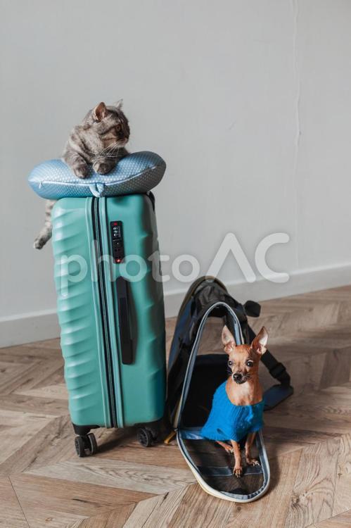 座る犬とよそ見する猫 猫,ペット,犬の写真素材