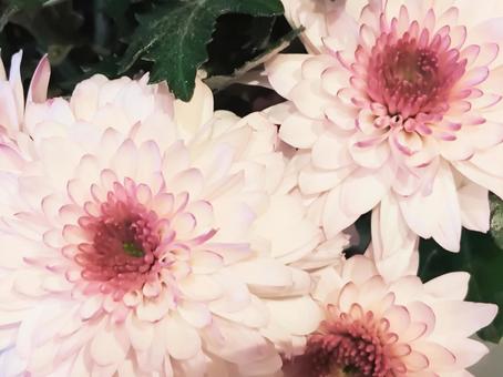 菊 菊の写真