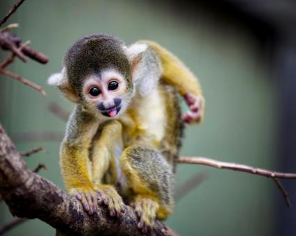 いたずらっ子 いたずら,子供,好奇心の写真素材