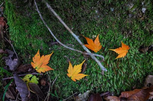 苔に落ちたもみじ 苔に落ちたもみじの写真
