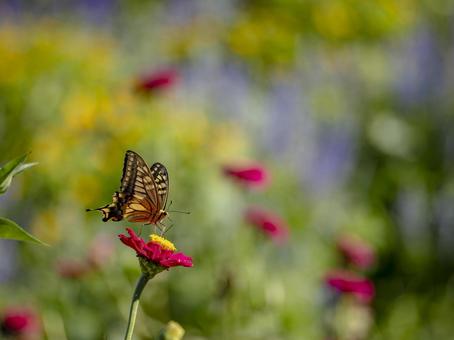 Swallowtail butterfly dancing on a flower, JPG Swallowtail butterfly dancing on a flower, JPG