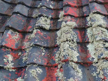 苔の生えた廃屋の瓦 瓦,屋根,瓦屋根の写真素材