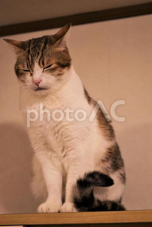 うたた寝している猫 ねこ,ネコ,キジシロの写真素材