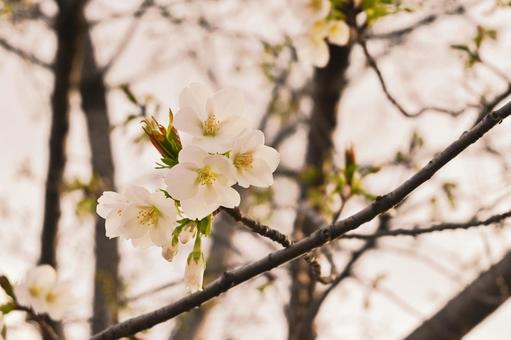淡いソメイヨシノ 木,樹木,はっぱの写真素材