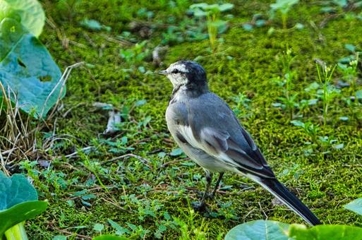 ハクセキレイの写真