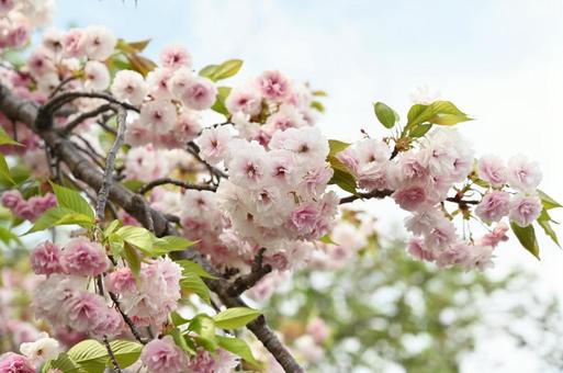 桜 桜,さくら,サクラの写真素材